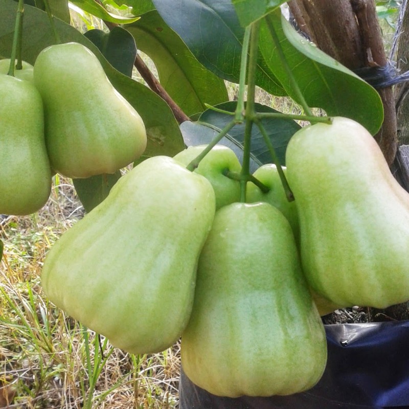 BIBIT TANAMAN JAMBU MADU DELI TERMANIS (COCOK DI TANAM POT)