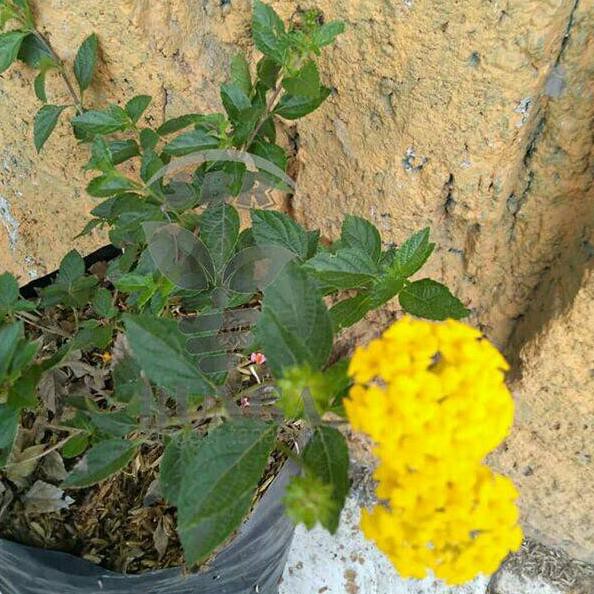 

【flashϟsale】 Lantana kuning