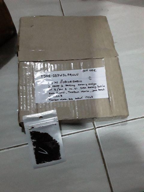 Bibit Genjer/ Biji Kode 730