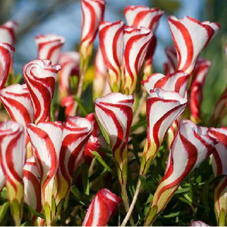 Biji Bunga Oxalis Import