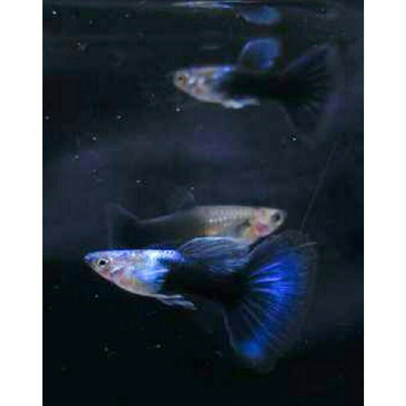 Ikan guppy hb dark blue