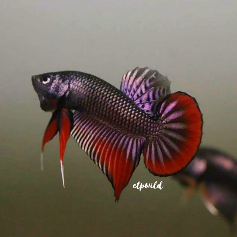 Wild Betta Imbellis Hybrid Copper