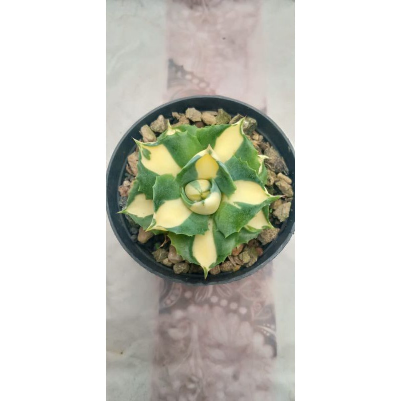 agave ohiroijin varigated kuning