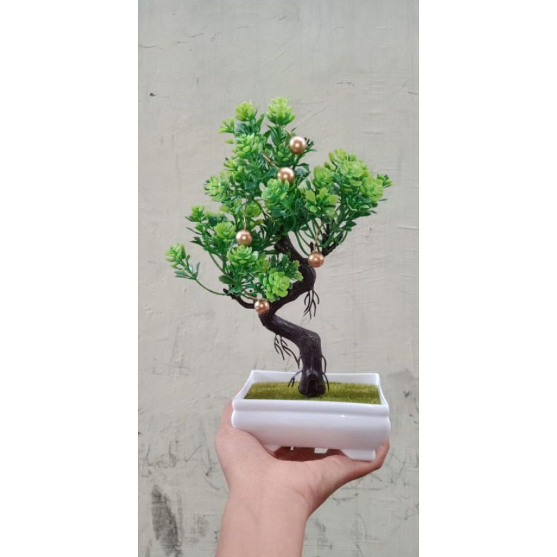 bonsai mini