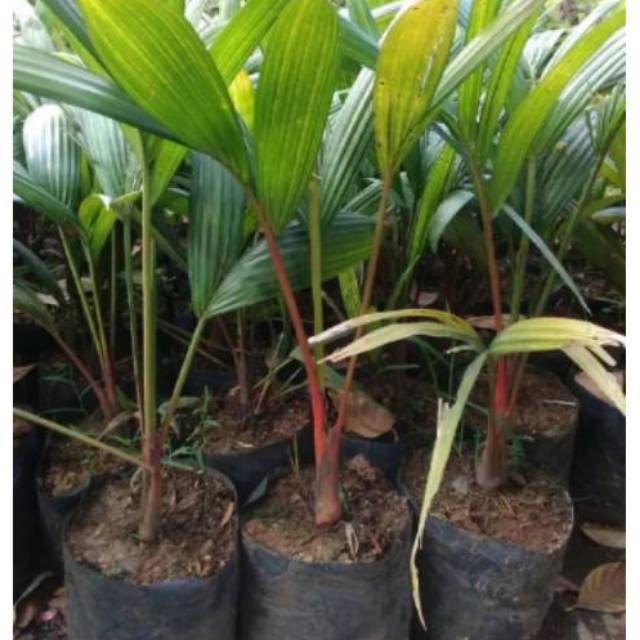 Bibit Palem merah (tinngi 50-60cm)