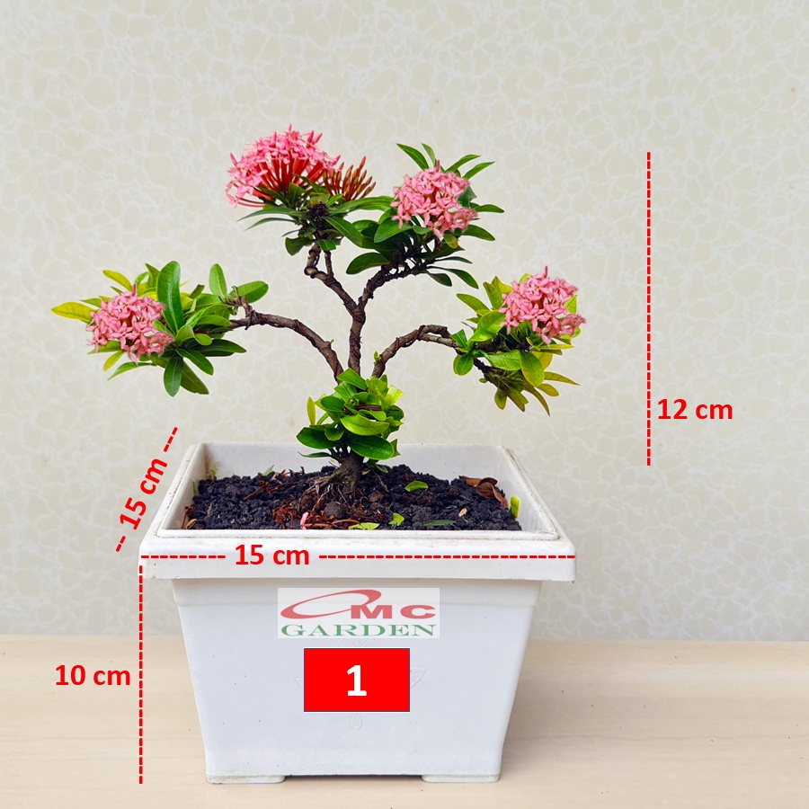 Tanaman Hias Bonsai Bonsae Mame Soka Mini Asoka Jepang Ixora Pink Jambon Merah Muda B-SMP-009