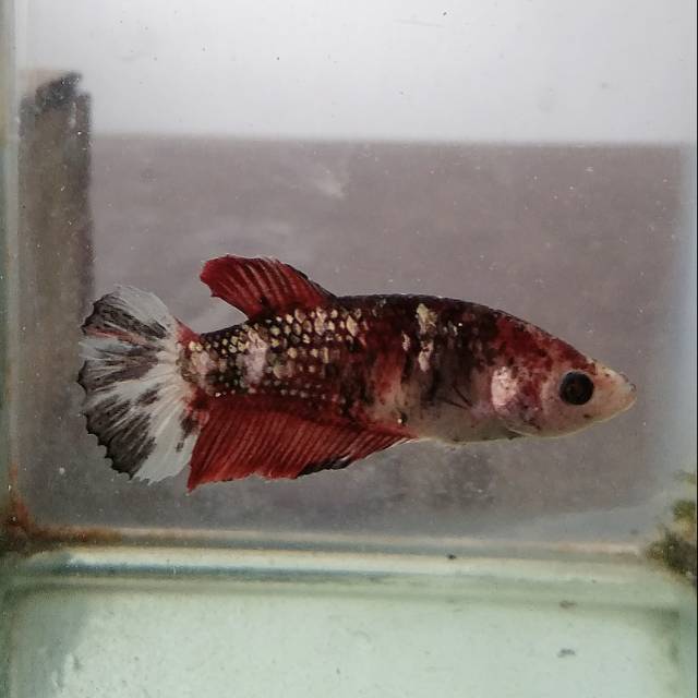 Ikan Cupang Giant Koi