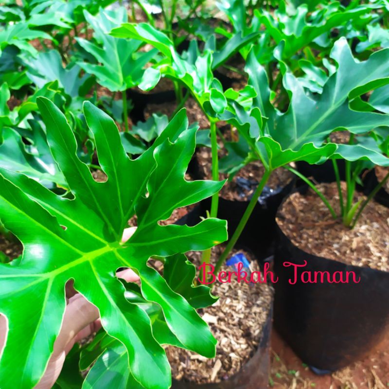 tanaman hias philo jari/Pohon hias Philo denrum/tanaman hias philo jari