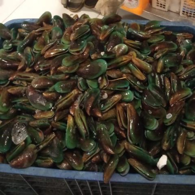 

KERANG IJO