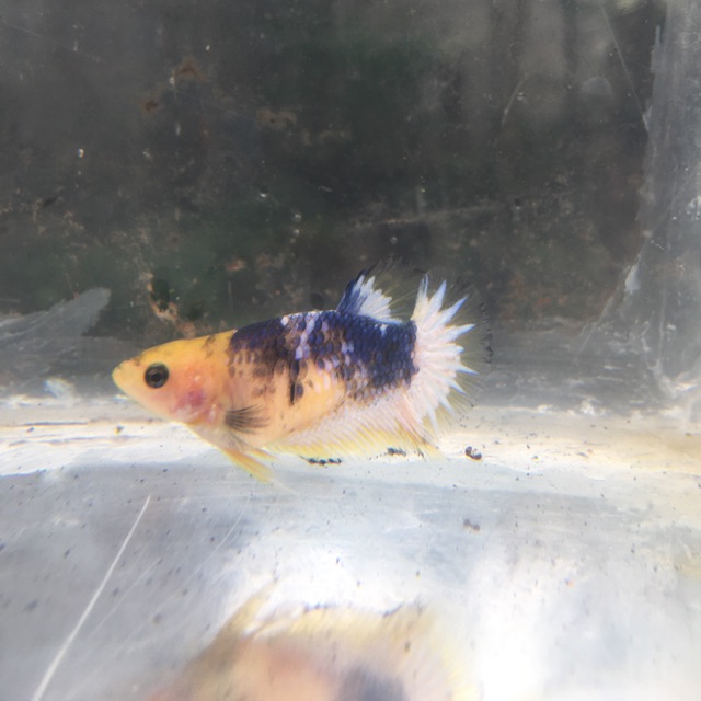 Cupang female yellow fancy