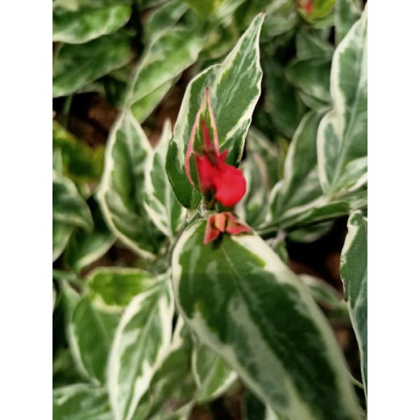 Tanaman Hias Cucak Rowo Variegata/ bunga cucak rowo merah