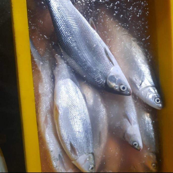 

Ikan Bandeng Fillet Berkualitas 1Kg