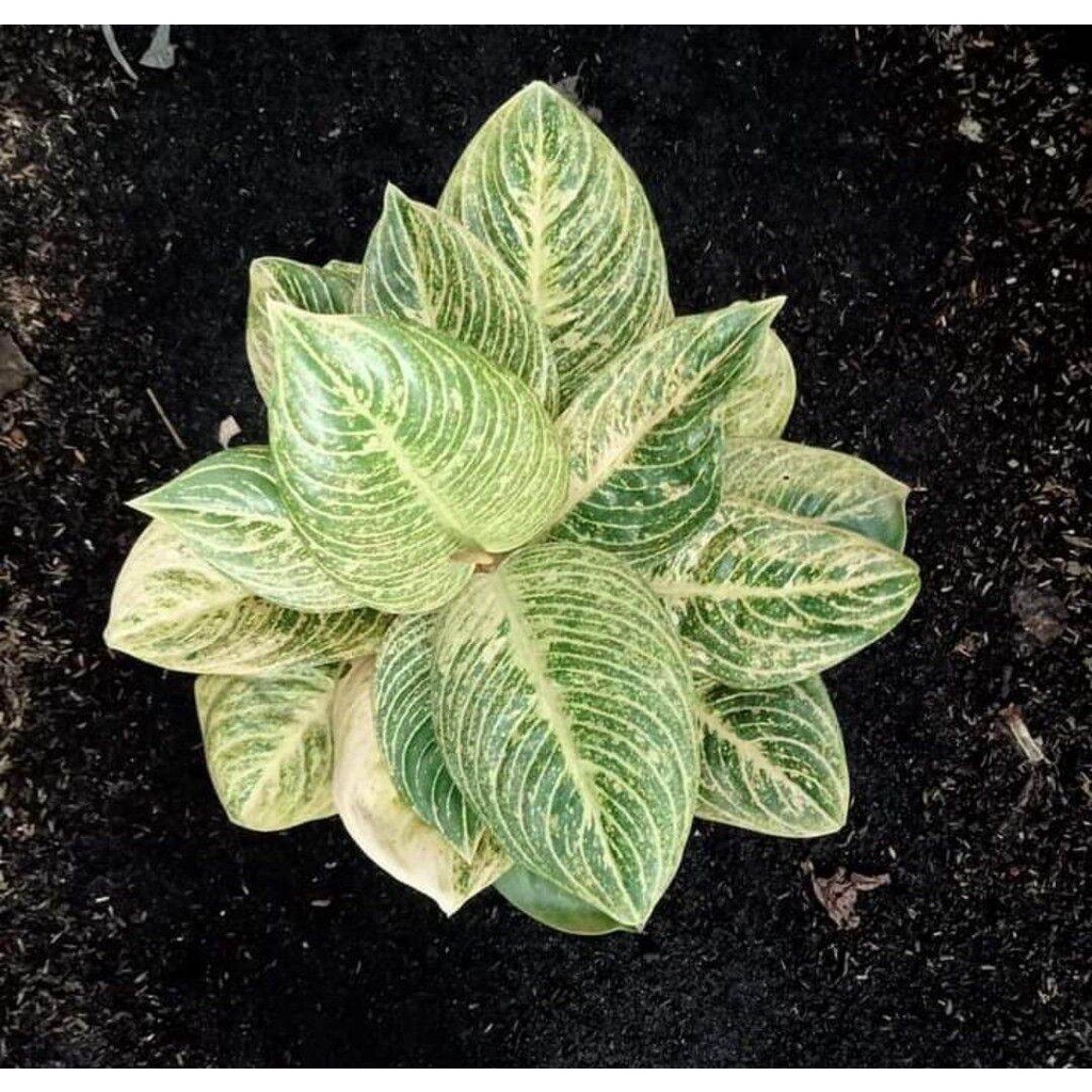 bonggol Aglonema asri / Aglonema bgr