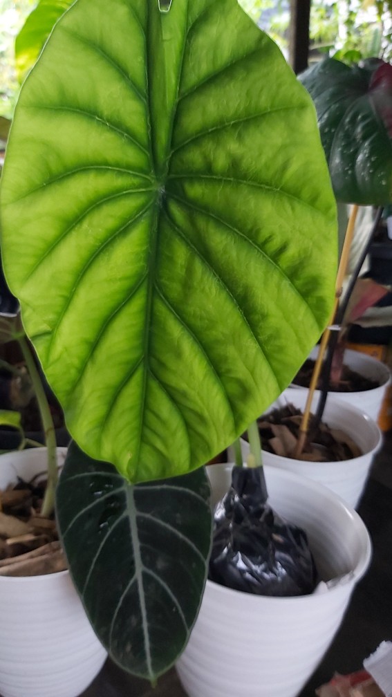Alocasia Green Shield ( Cylpeolata )