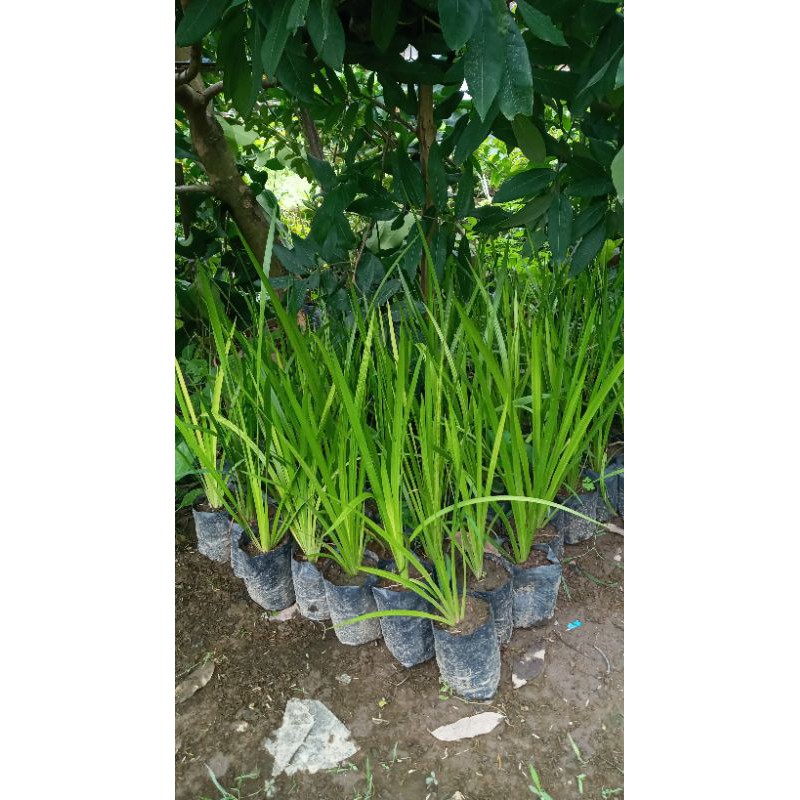 Bibit dlingo sawanen/daun dlingo murah