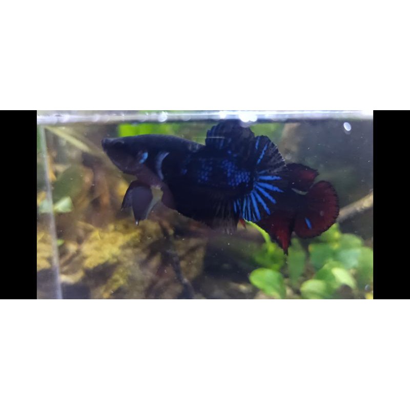 Cupang Male Avatar BBL