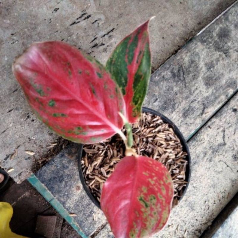 treasure of siam aglonema