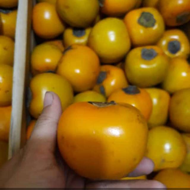 Buah Segar KESEMEK TANPA BEDAK