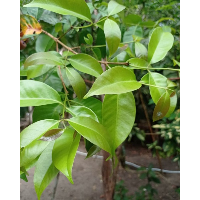 Bibit Salam / Daun salam