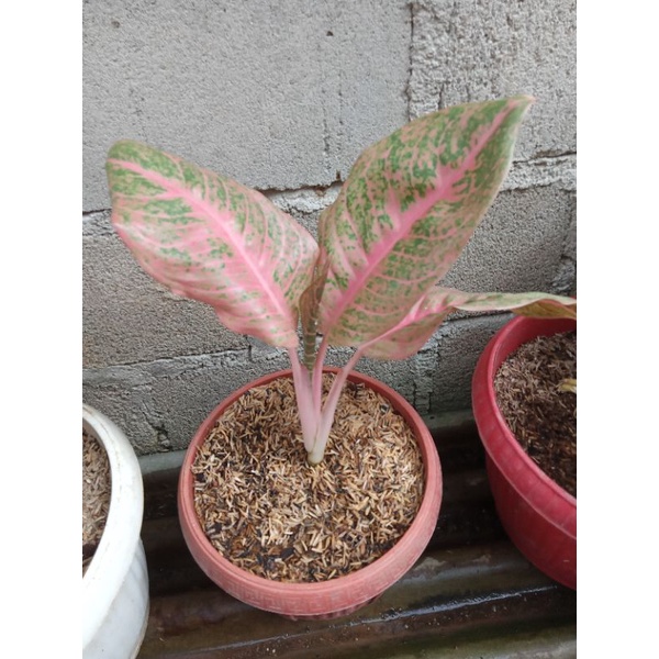 aglonema Harley queen