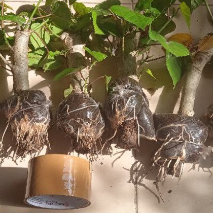 Bibit Bahan Bonsai Waru India Dari Cangkok