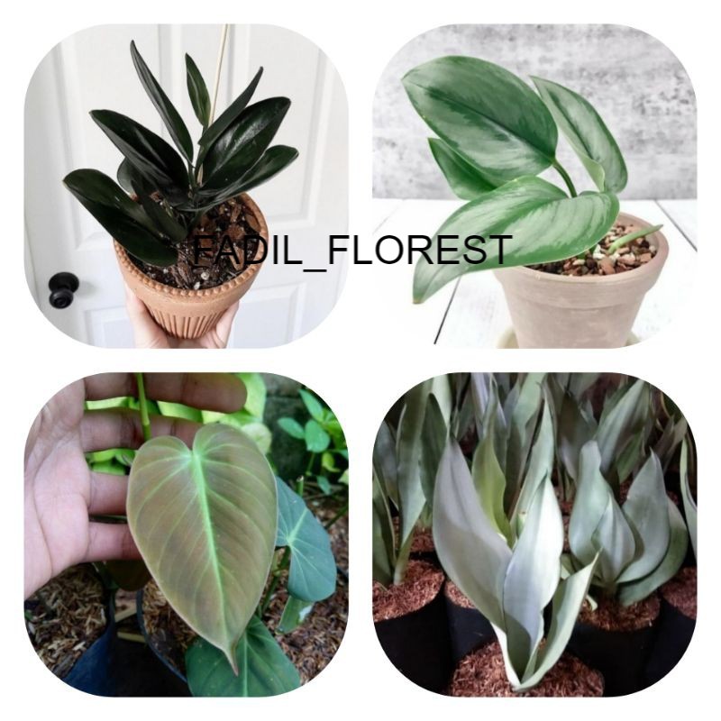 Paket 4 Tanaman Hias Scindapsus - Sansiveira Moonshine - Philodendron Mican FADIL_FLOREST