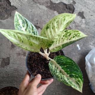 agalonema tanaman  hias aglo aglonema  legacy anjamani  red  