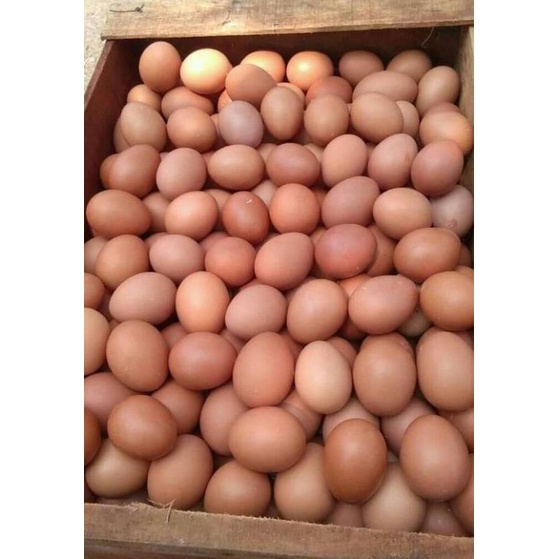 

Telur Ayam Negeri