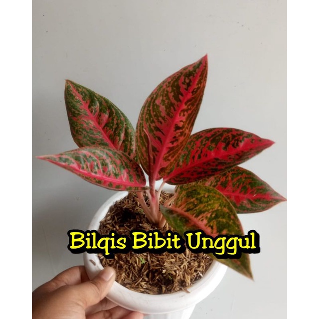 bunga aglonema reanita_bunga aglonema reanita super