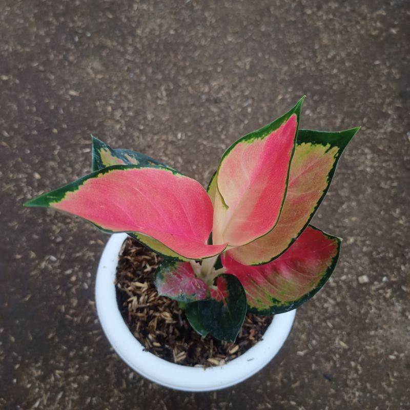 Aglonema Terbaru Suksom Pelangi