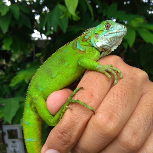Green Iguana Colomb A3.2