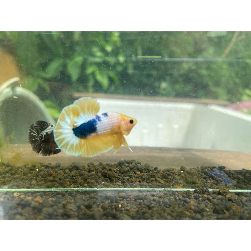 CUPANG FCCP YELLOW SIZE M