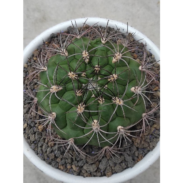kaktus gymnocalycium saglionis jumbo