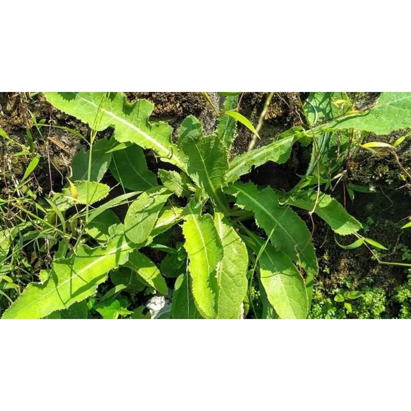

daun tempuyung