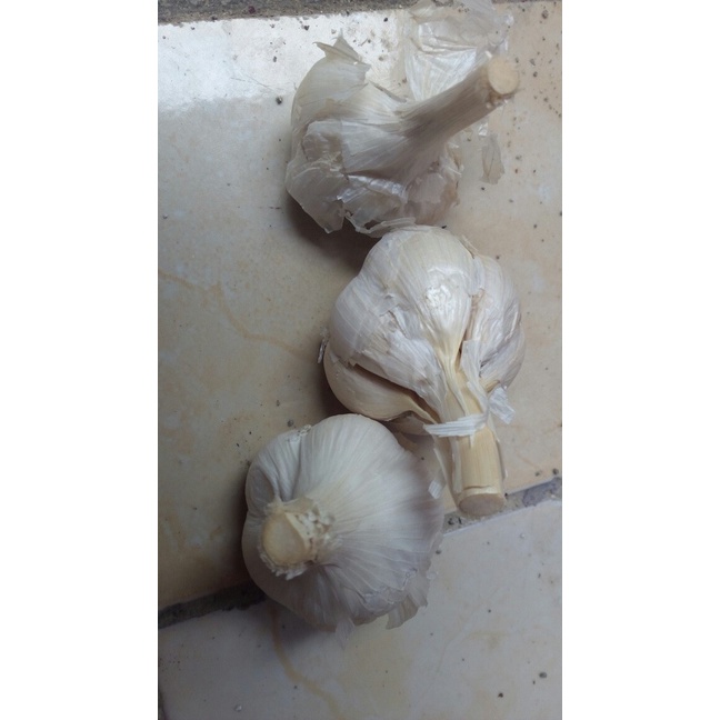 

01F1S Bawang Kating Fsfs201