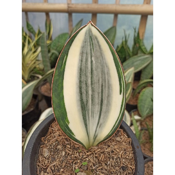 sansevieria masoniana varigata
