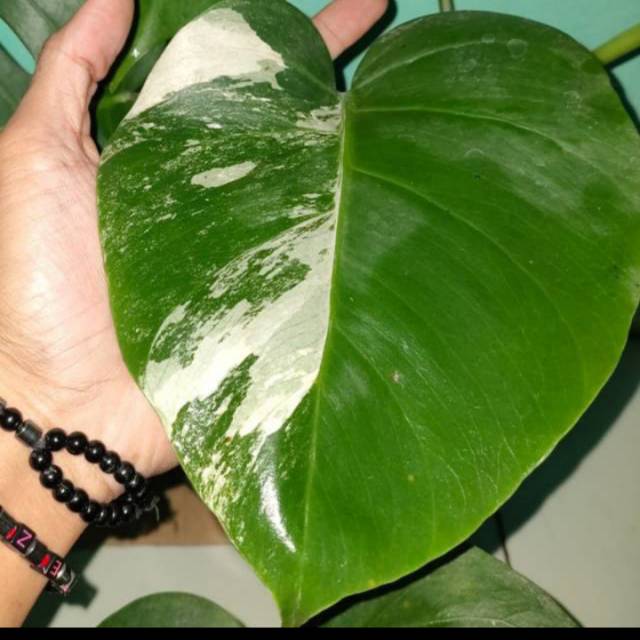 tanaman hias monstera varigata 1 daun