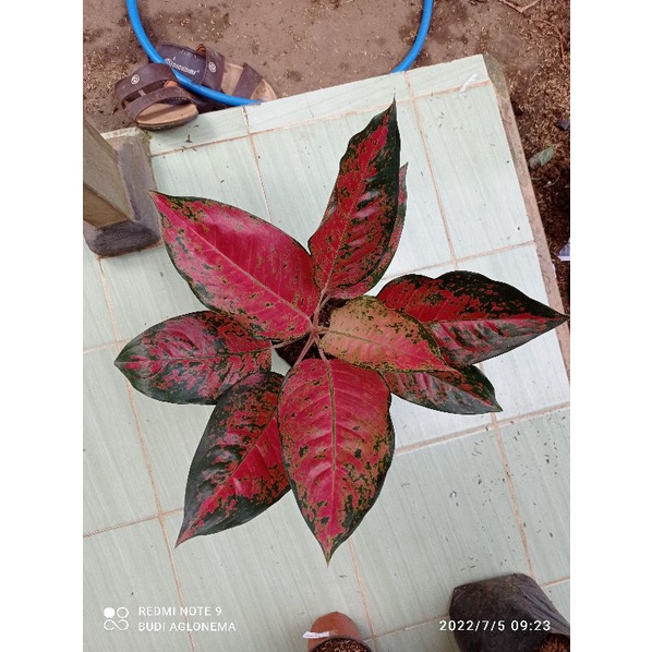 Aglonema Kochin Red Rose Jumbo