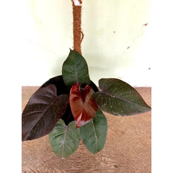 Philodendron Black Cardinal