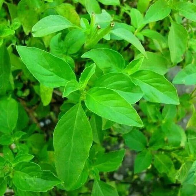 TANAMAN KEMANGI BIBIT TANAMAN KEMANGI LALAPAN AYAM GORENG PREMIUM SELLER