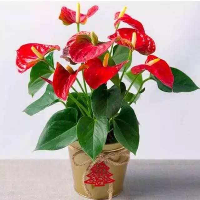 tanaman hias anthurium mickey mouse mini- bibit anthurium mickey mouse