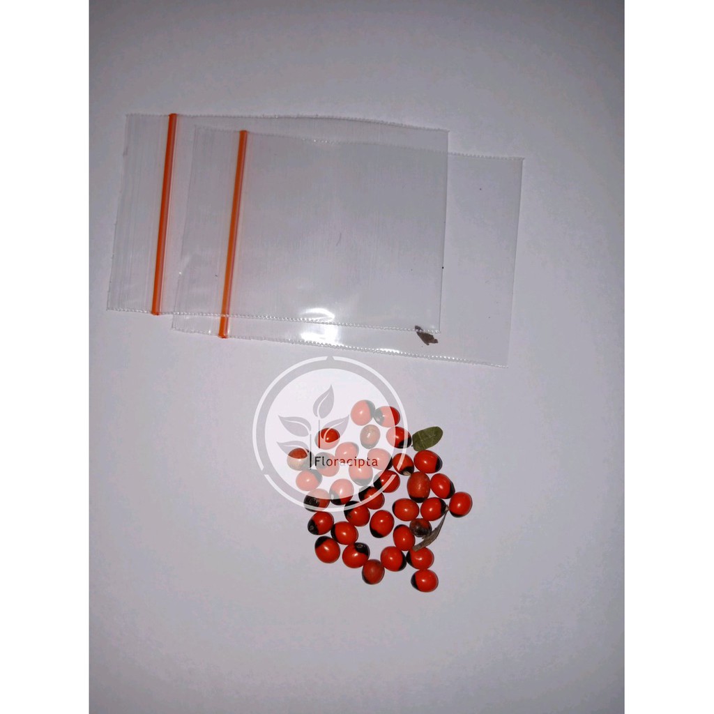 Benih biji pohon saga rambat - Bibit pohon saga rambat - Tanaman