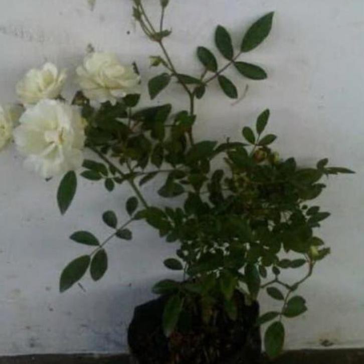 Diskon Bibit Mawar Rambat Bunga mawar hidup Tanaman  Merambat/ Tanaman merambat