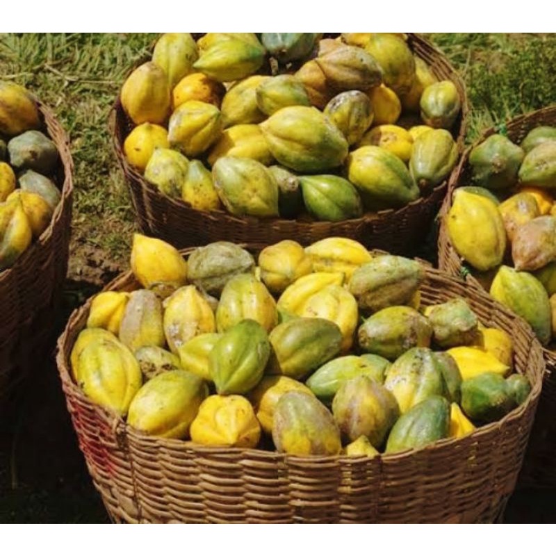 Carica khas Dieng 1kg (BUAH)