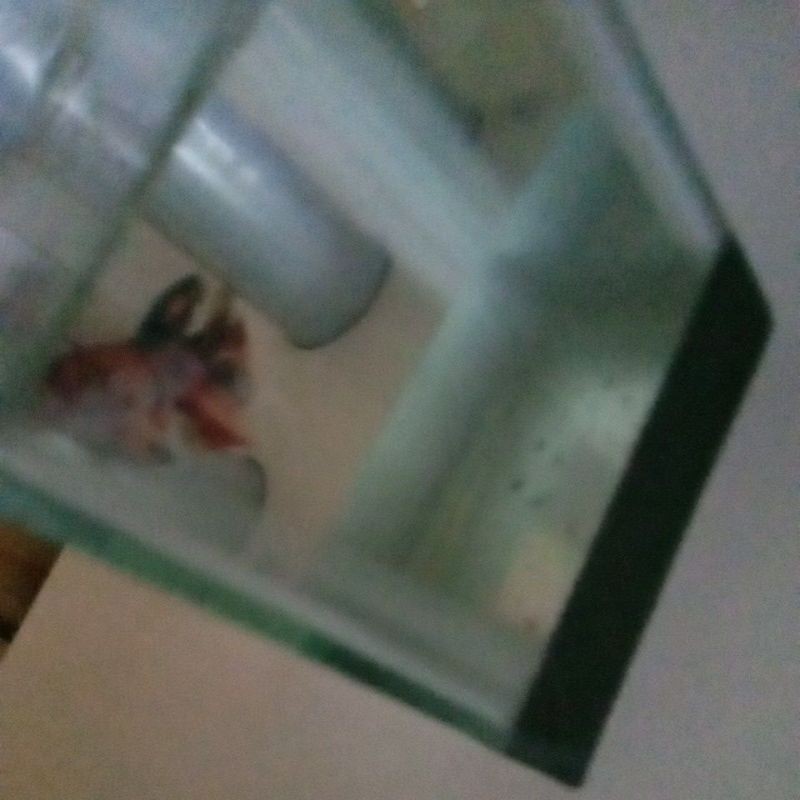 ikan cupang nemo