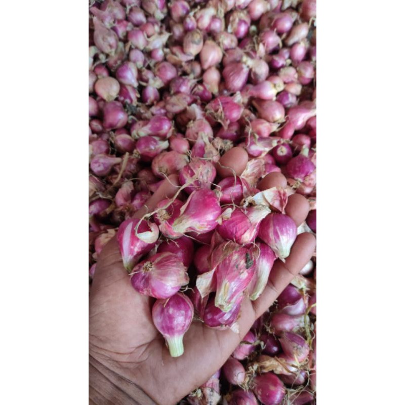 

bawang merah brebes