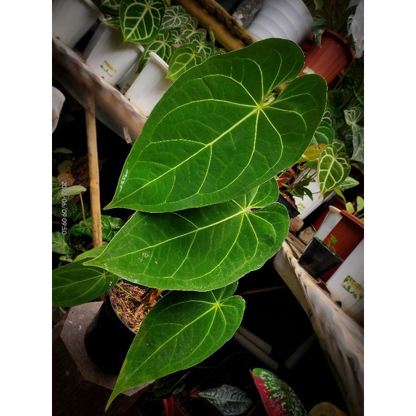 Anthurium Papillilaminum Legend x magnificum norte