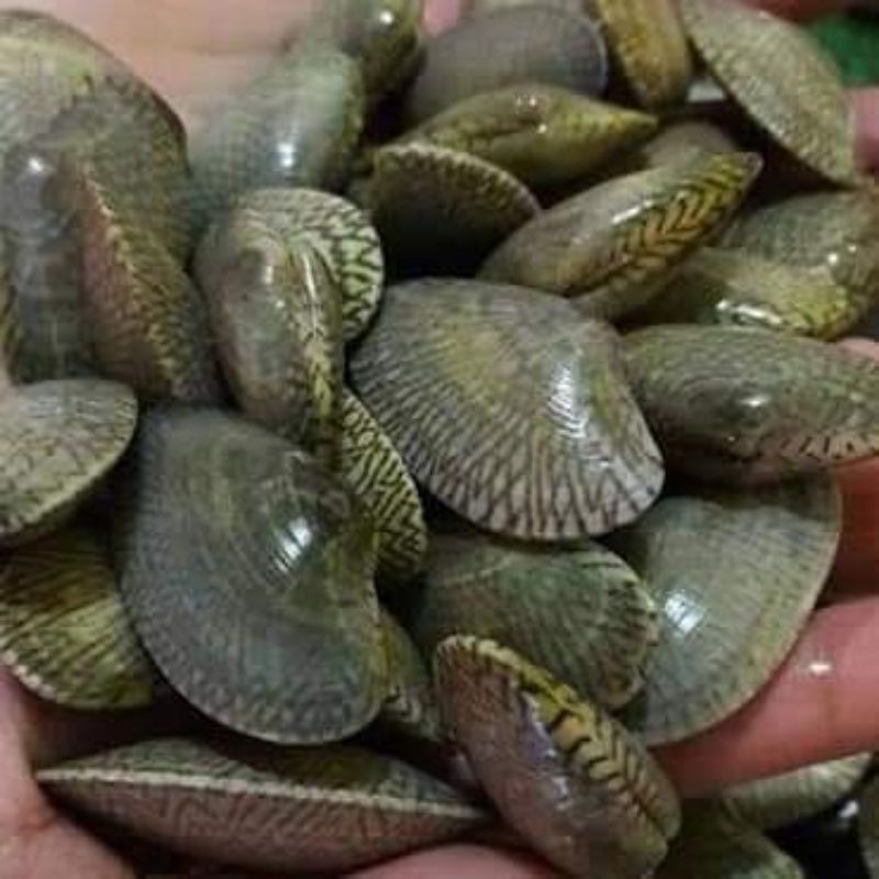 

Kerang Batik @1Kg