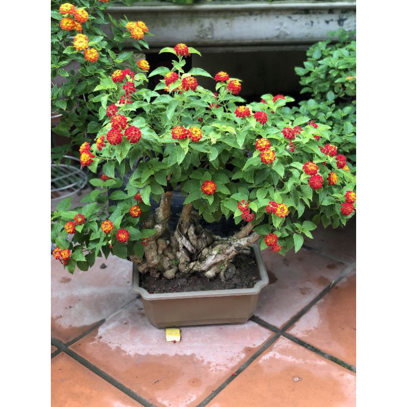 BAHAN BONSAI LANTANA CAMARA BUNGA MERAH KUNING REAL PROSFEK