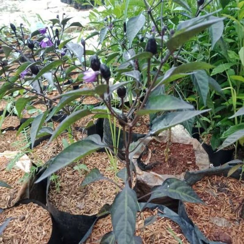 bibit tanaman pohon cabe ungu/tanaman hias cabe ungu